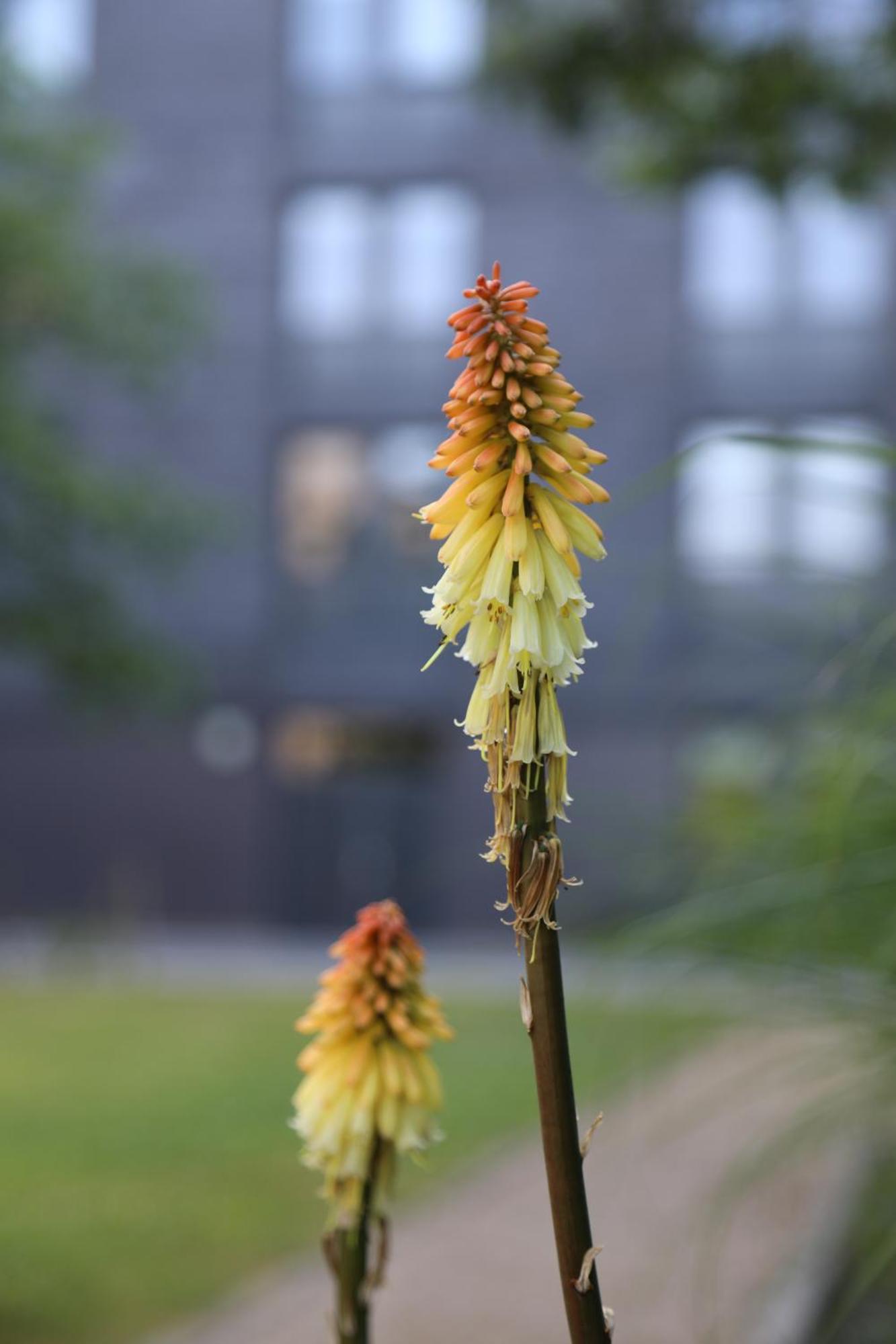 Goldcrest Village Apartments University Of 골웨이 외부 사진